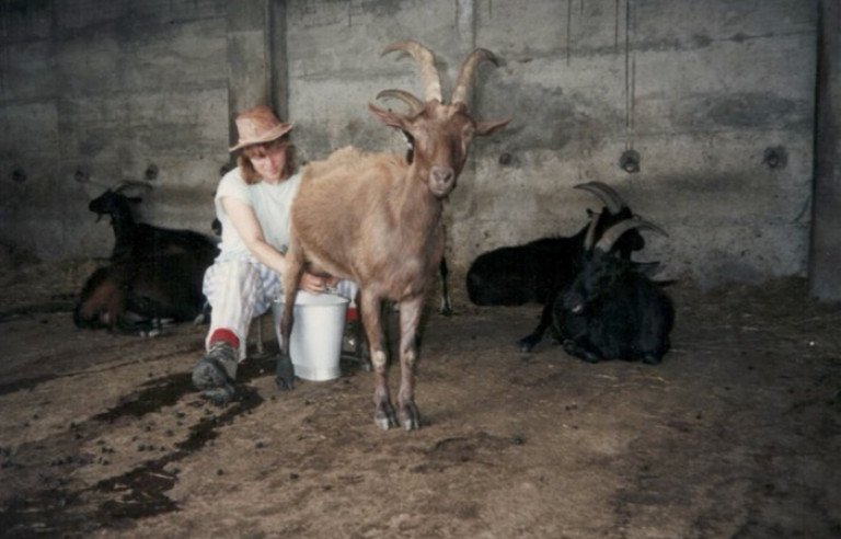 Yvonne melkt Ziegen auf der Alpe Davrosio anno 1989